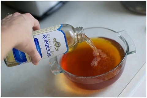 kombucha-brewing-sayward-rebhal-02