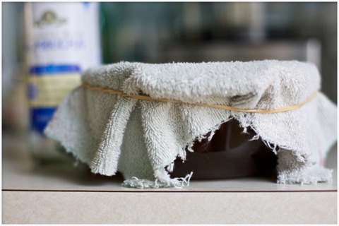 kombucha-brewing-sayward-rebhal-03