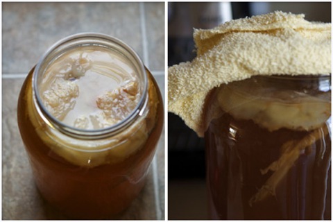 kombucha-brewing-sayward-rebhal-05